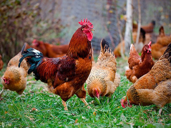 Породы куриц | ЗооТом - продажа, вязка и услуги для животных в Коломне