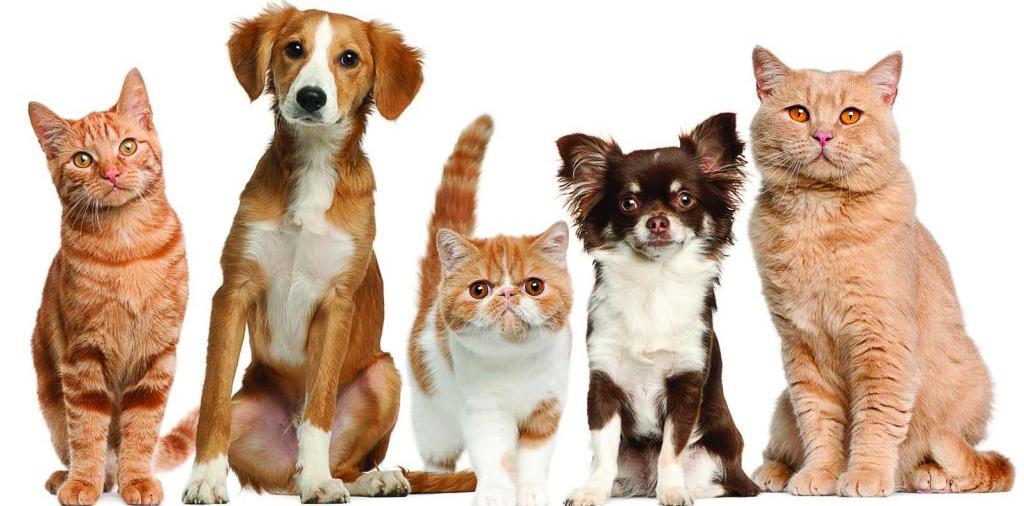 Доска объявлений о животных | ЗооТом - продажа, вязка и услуги для животных в Коломне