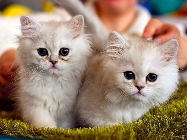 Породы кошек в Коломне | ЗооТом портал о животных