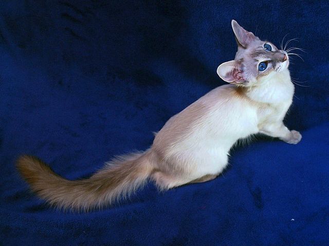 Выведенные породы кошек в Коломне | ЗооТом портал о животных