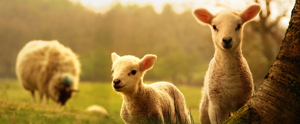 Объявления о сельскохозяйственных животных | ЗооТом - продажа, вязка и услуги для животных в Коломне