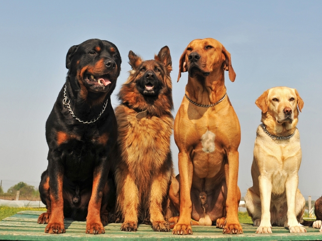 Крупные породы собак в Коломне | ЗооТом портал о животных