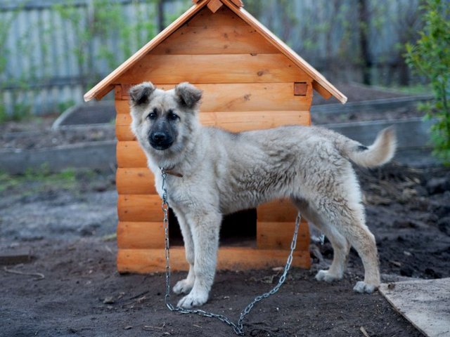 Все о собаках в Коломне